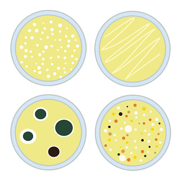 ilustraciones, imágenes clip art, dibujos animados e iconos de stock de placas de petri - petri dish bacterium virus laboratory