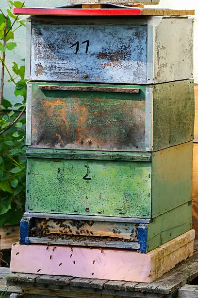 Honey Bees swarming near the old vintage wooden beehive boxes
