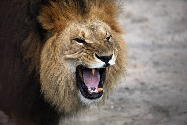 istock portrait of a snarling african lion 491813666