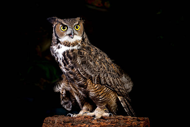 istock Horned owl portrait. 491814126
