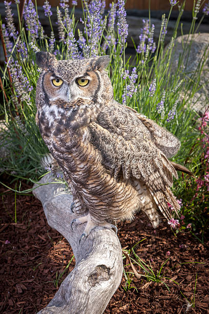 istock Horned owl portrait. 491814184