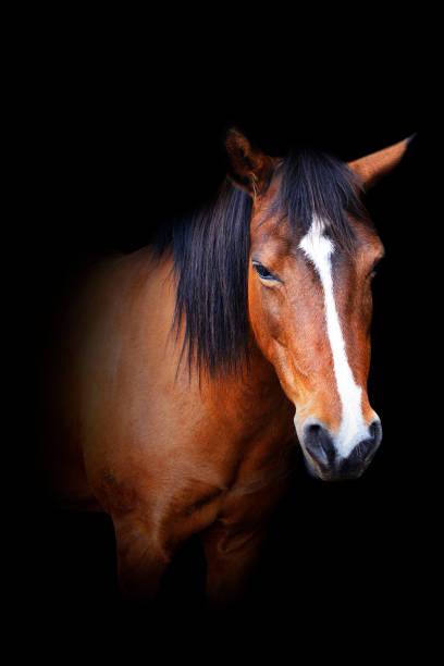 istock horse isolated on black background 491814360