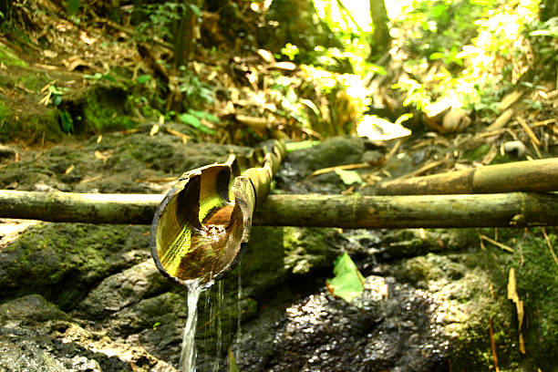 вода течет из трубы фото бамбука - lotus japan water lily vegetable garden стоковые фото и изображения