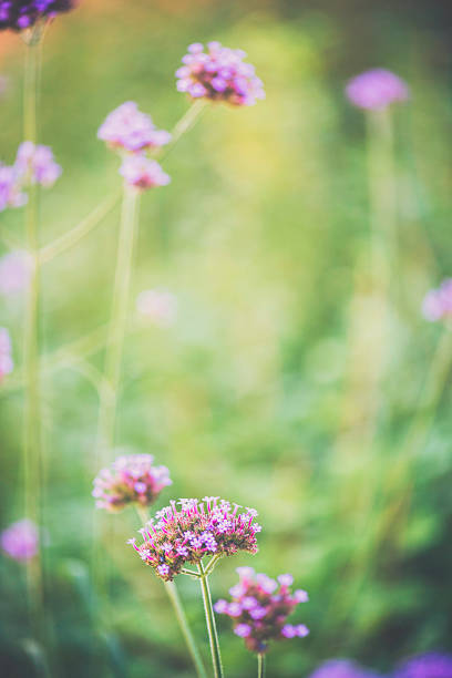 istock Delicate pink wildflowers in natural light 491814896