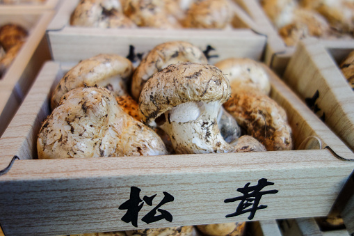 Tokyo, Japan - November 19, 2014: Variety of mushrooms are offered to sell in the trays in Japanese wet market in Tokyo Japan