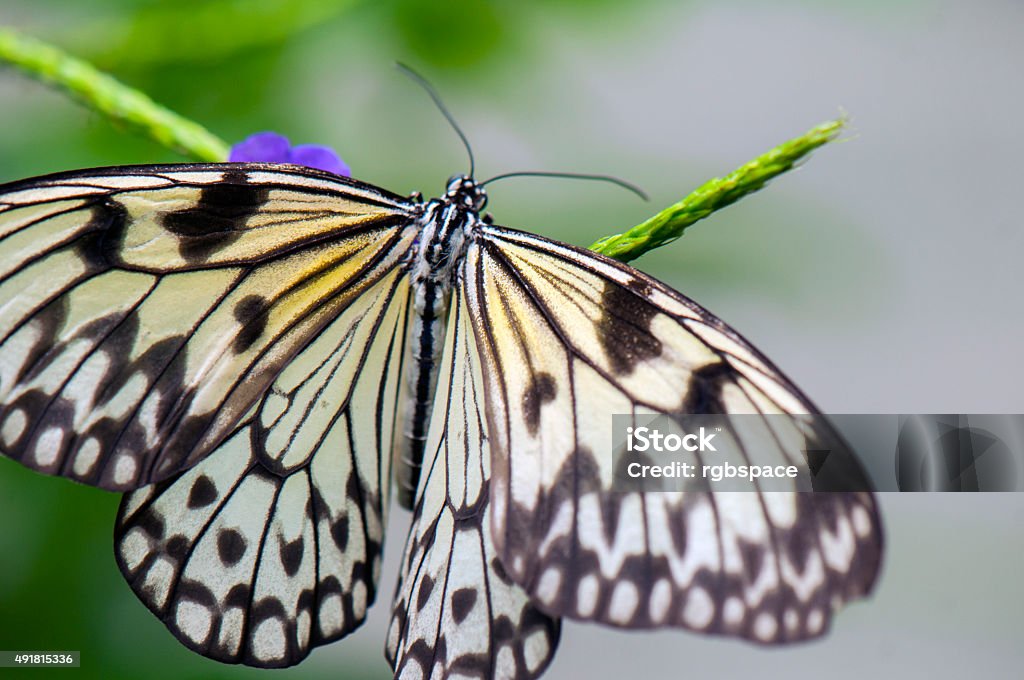 Tree nymph butterfly (Idea leuconoe) Detail of large tree nymph butterfly (Idea leuconoe) aka paper kite or rice paper butterfly 2015 Stock Photo