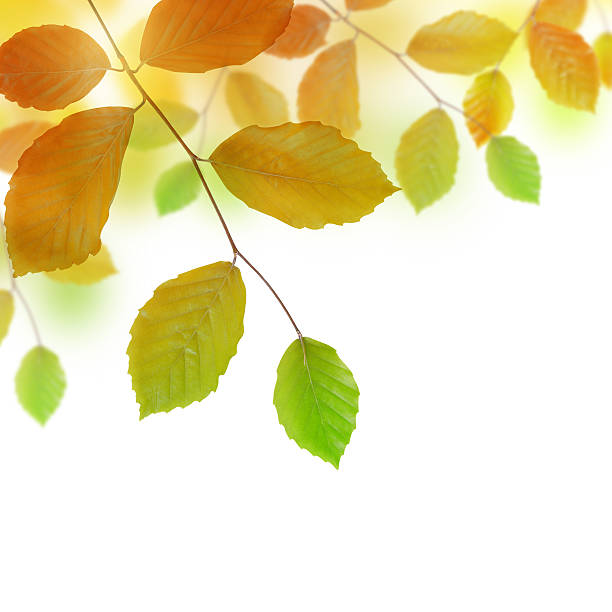 faia outono ramo - beech tree leaf isolated branch imagens e fotografias de stock