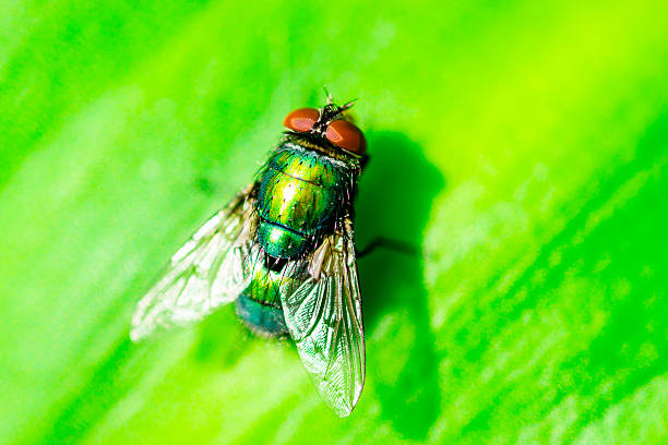 istock Closeup Macro image of a Green Bottle Fly 491823716