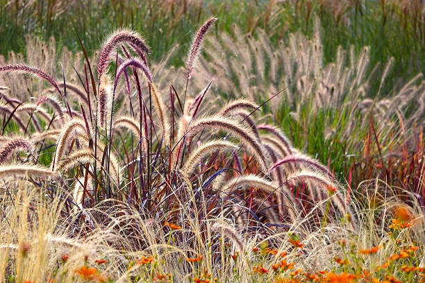 Different Ornamental Grasses Different ornamental grasses in the garden. ornamental grass stock pictures, royalty-free photos & images