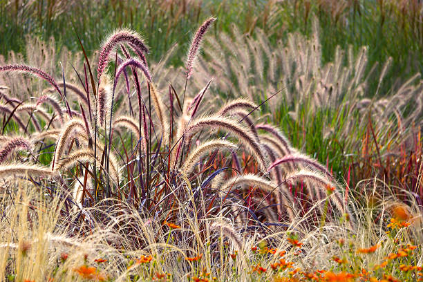 diferentes ornamental grama - pennisetum - fotografias e filmes do acervo