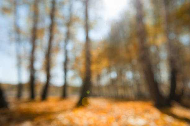 istock Autumn forest at sunny day 491826460