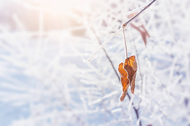 istock Hoarfrost on the trees in winter forest 491827258