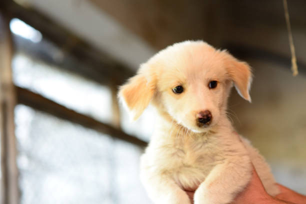 istock Puppy love 491827684