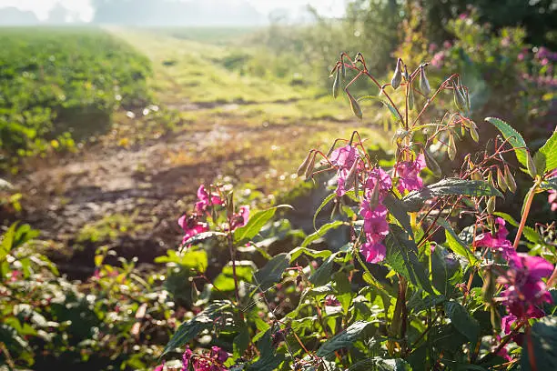 Backlit picture of budding and pink flowering wild  Bobby Tops or Impatiens glandulifera plants in a rural landscape  early in the morning on a sunny day in autumn.