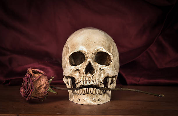 istock Still life white human skull with dry rose in teeth 491828716