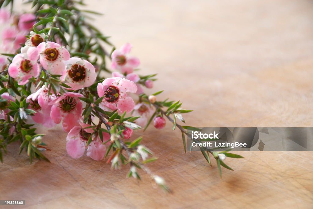 Manuka (Leptospermum scoparium) Tea Tree The Manuka flower in bloom on a Tea Tree in soft focus. Leptospermum Scoparium Stock Photo