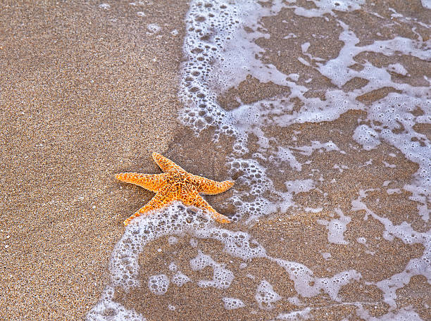 istock Sea star on wet sandy beach 491829260