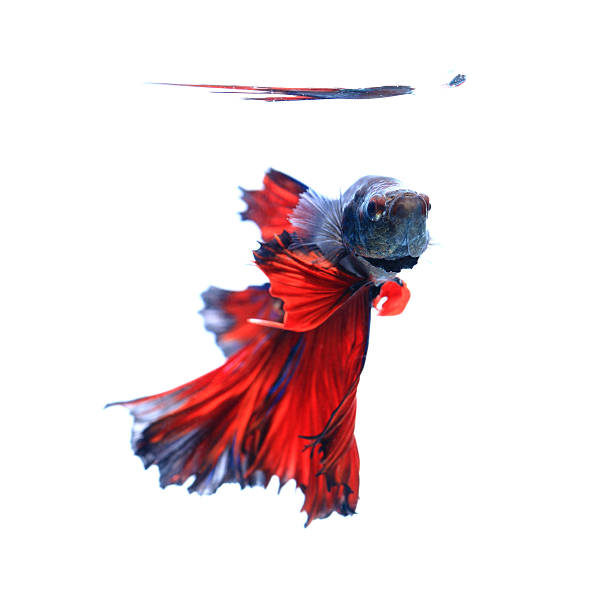 istock Red siamese fighting fish, betta fish isolated on black backgrou 491829644