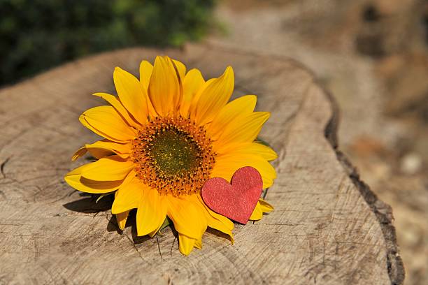 istock Heart and sunflower 491830366