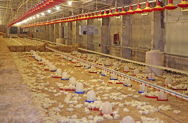 chicken farm - chicken hatchery stock-fotos und bilder