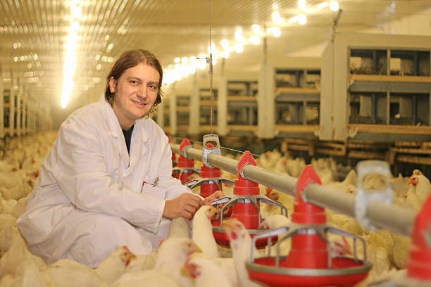 istock Vet on chicken farm 491831044
