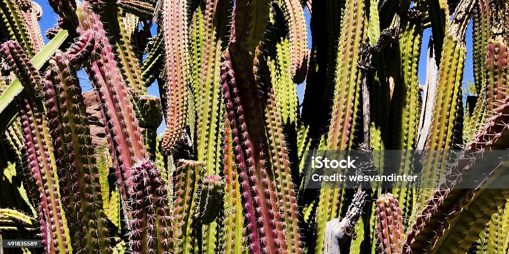 lophocereus schottii - Стоковые фото Пустыня Сонора роялти-фри