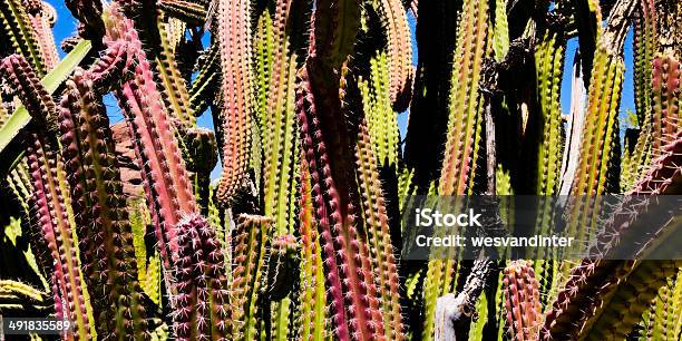 Lophocereus Schottii — стоковые фотографии и другие картинки Пустыня Сонора - Пустыня Сонора, Аризона - Юго-запад США, Без людей