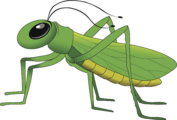 grasshopper vector art illustration