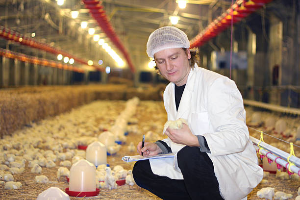 trabajo de pollo farm - granja avícola fotografías e imágenes de stock