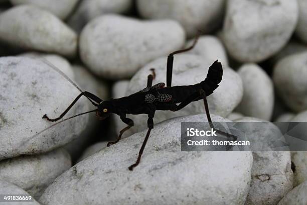 Foto de Peruphasma Schultei Bichopau e mais fotos de stock de Andar - Andar, Animal, Animal de estimação