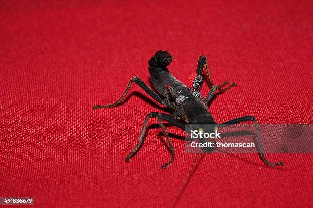 Foto de Peruphasma Schultei Bichopau e mais fotos de stock de Andar - Andar, Animal, Animal de estimação