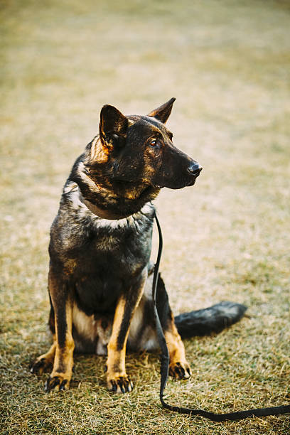 negro perro pastor alemán sentado en la planta baja - german sheppard fotografías e imágenes de stock