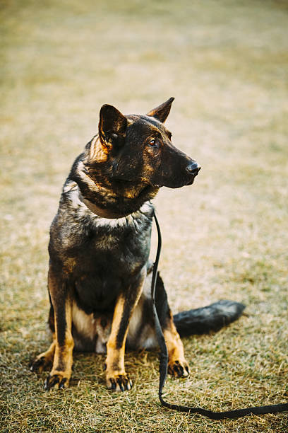 preto cão pastor alemão cão sentado no chão - german sheppard imagens e fotografias de stock