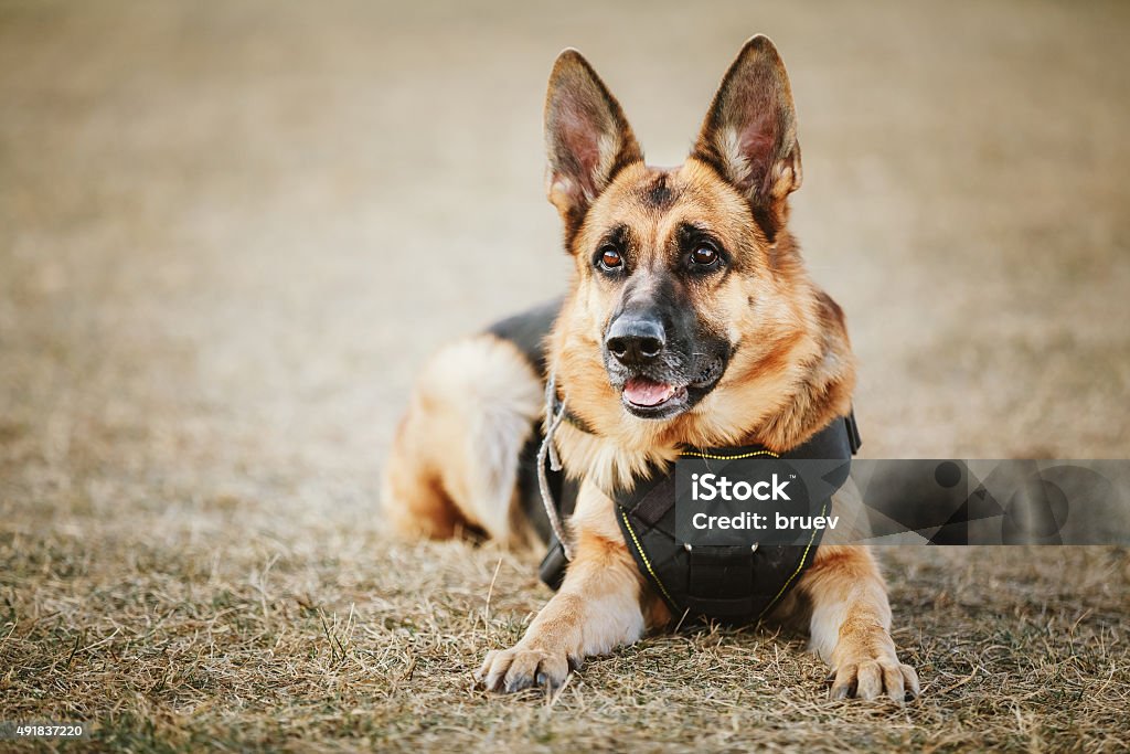 Deutscher Schäferhund Hund Nahaufnahme - Lizenzfrei Polizei Stock-Foto