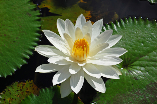 Beautiful waterlillies (Nymphaea) in a pond