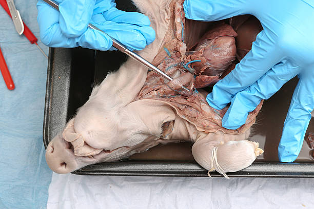 Anatomy student dissecting a preserved fetal pig working with a cross section looking at the structure of the renal system