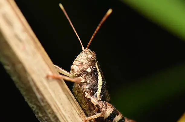 Photo of Grasshopper