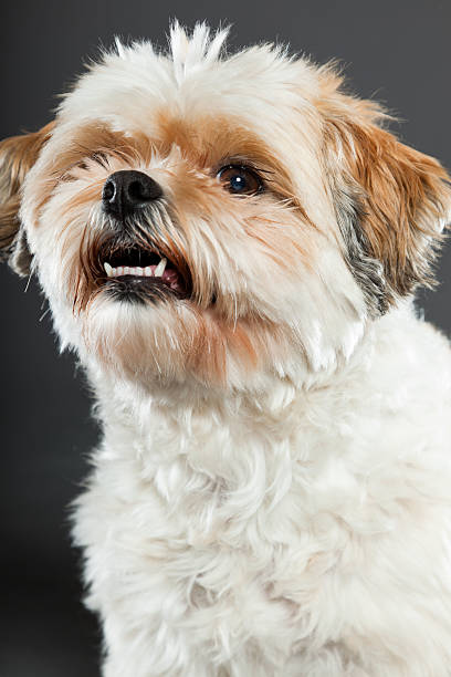istock Shih tzu dog isolated on dark grey background. Studio portrait. 491838365