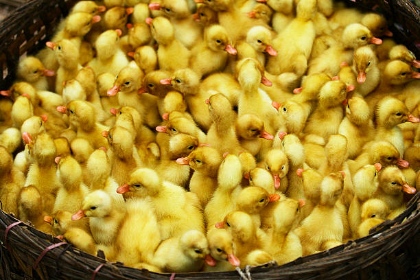 group of ducklings - vietnam market asia bird ストックフォトと画像