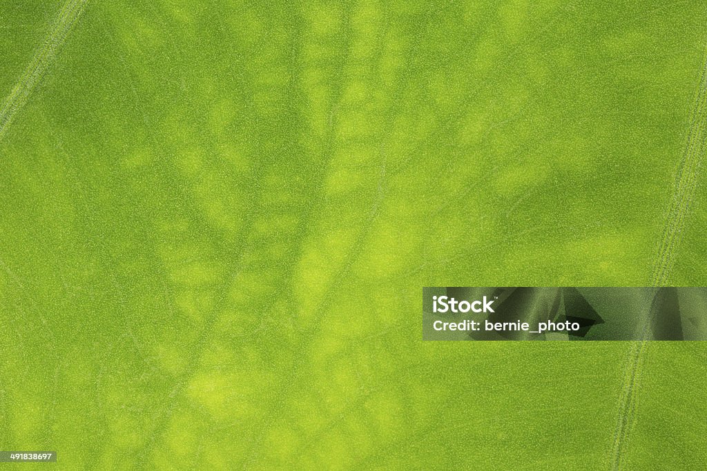 Leaf surface  - Stock Image Pattern of green growing leaf surface Backgrounds Stock Photo