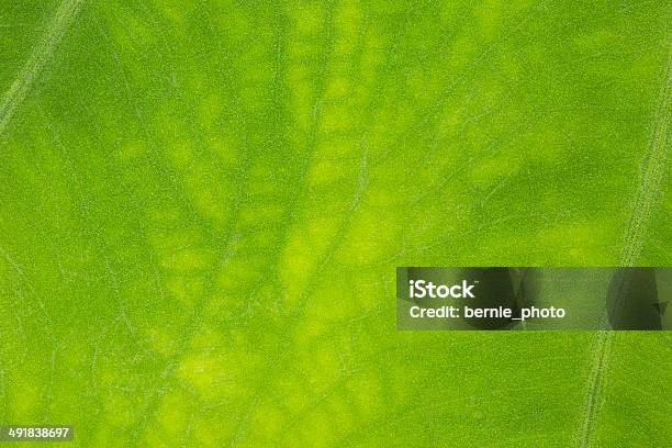 Leaf Surface Stock Image Stock Photo - Download Image Now - Backgrounds, Botany, Bright