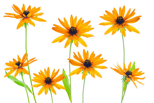 istock Various flower yellow coneflower the isolated 491838805