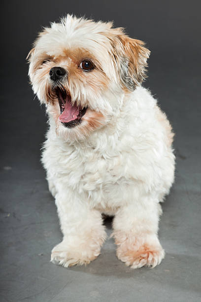 istock Shih tzu dog isolated on dark grey background. Studio portrait. 491838913