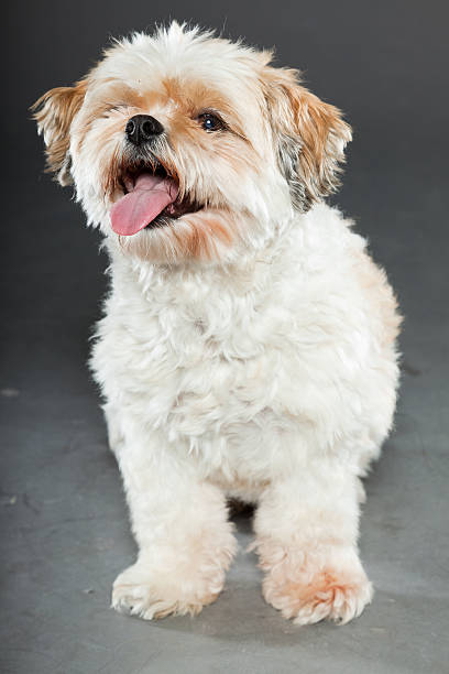 istock Shih tzu dog isolated on dark grey background. Studio portrait. 491838919