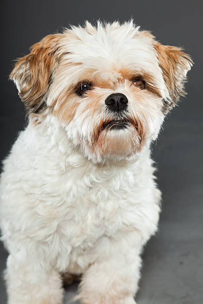 istock Shih tzu dog isolated on dark grey background. Studio portrait. 491838955