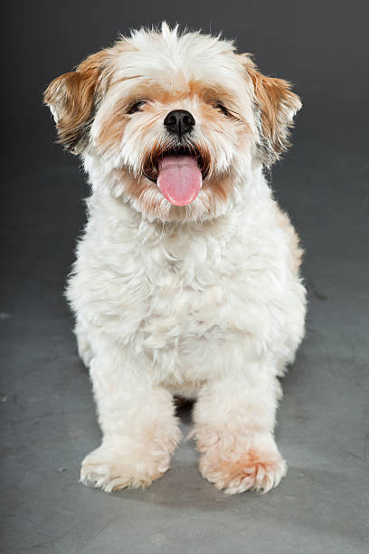 istock Shih tzu dog isolated on dark grey background. Studio portrait. 491838969