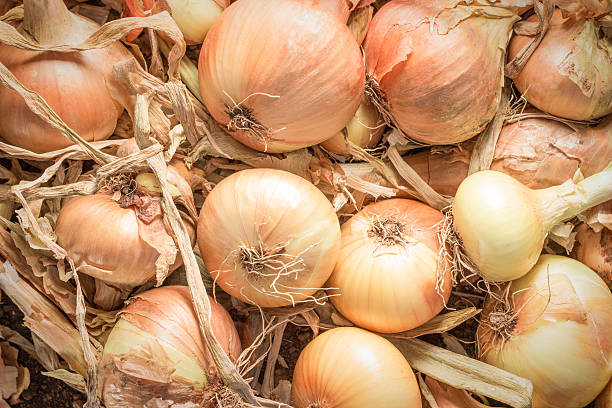 istock Fresh onions on the ground 491839188