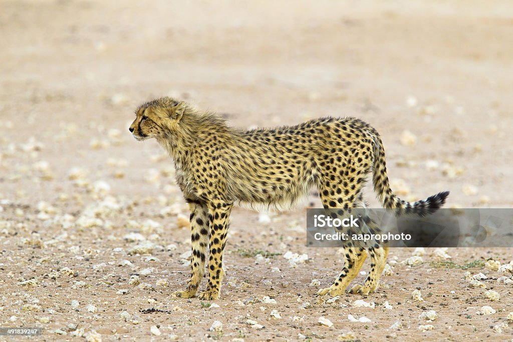 Cheetah in the Kalahari Desert Cheetah (Acinonyx jubatus) in the Kalahari Desert, South Africa Africa Stock Photo