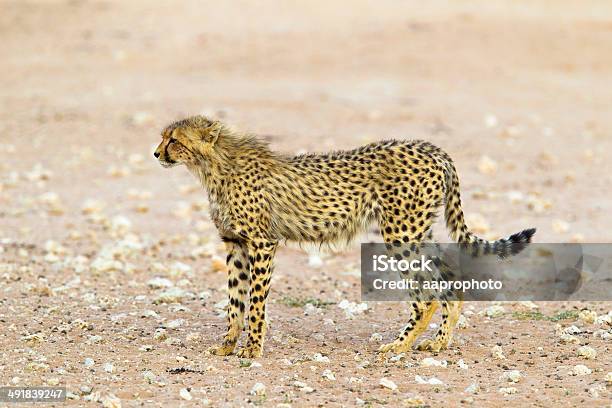 Cheetah In The Kalahari Desert Stock Photo - Download Image Now - Africa, Animal, Animal Wildlife