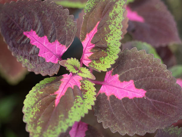 istock variety of colors leaves 491839412